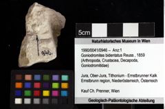 Foto (Objket + Etiketten) von Goniodromites bidentatus (Reuss, 1859) 